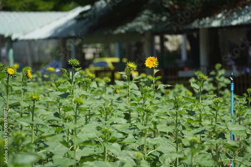 A bright yellow sunflower blooming in a green field during daylight, standing tall with vibrant petals and lush foliage. The image represents freshness, positivity, and natural beauty, making it ideal
