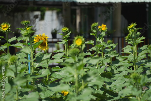 A bright yellow sunflower blooming in a green field during daylight, standing tall with vibrant petals and lush foliage. The image represents freshness, positivity, and natural beauty, making it ideal