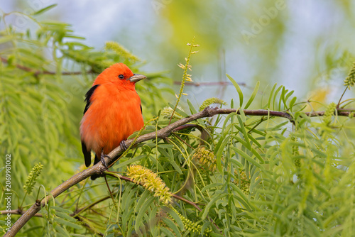 An adult male The scarlet tanager (Piranga olivacea) perched in a branch.