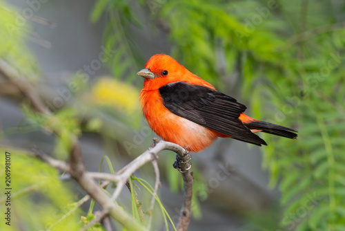 An adult male The scarlet tanager (Piranga olivacea) perched in a branch.