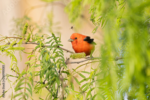 An adult male The scarlet tanager (Piranga olivacea) perched in a branch.