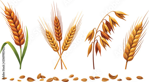 Canvas Print Golden wheat ears barley stalks rye and oats grain set with loose seeds vector i