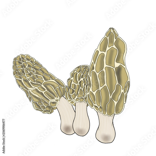 Morel Mushroom