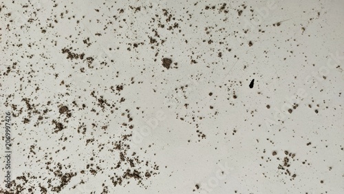 Scattered dirt particles and small soil pieces isolated on a clean white background.