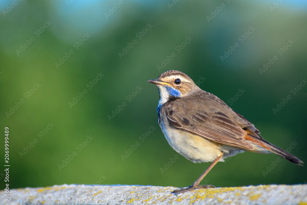 Obraz premium young bluethroat sitting on the fence at sunrise 