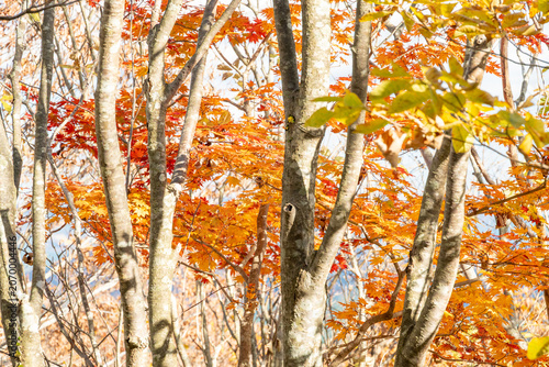 Close up of vibrant red and orange autumn leaves
