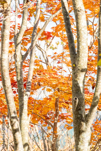 Sunlight filtering through vibrant autumn maple leaves