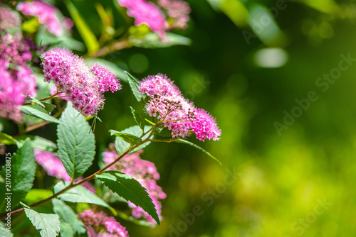 Bild auf Leinwand Japanese meadowsweet on a green natural background