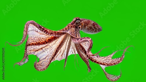 blanket octopus isolated on green background for vfx projects 