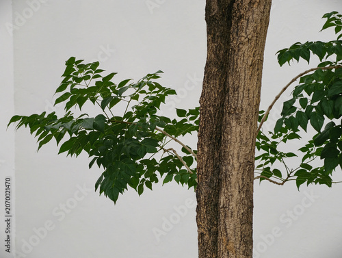 tree in the park