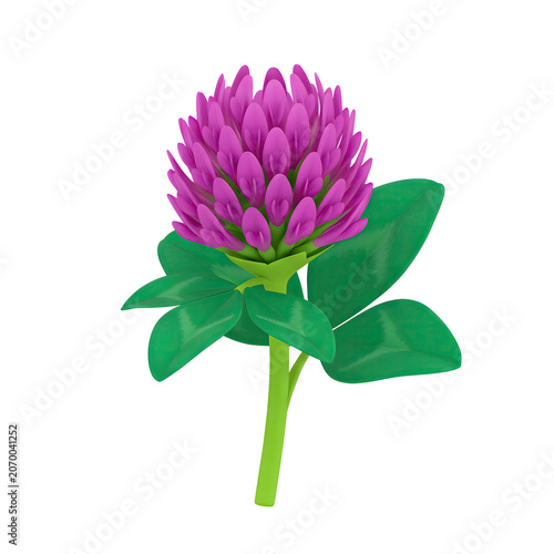 Red Clover Flower with Green Leaves Isolated