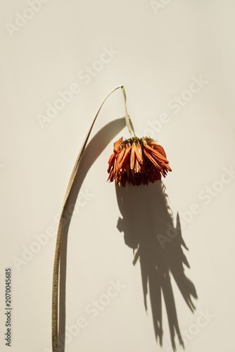 Orange gerbera flower casting dramatic shadow on neutral background