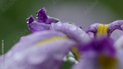 光る花びら