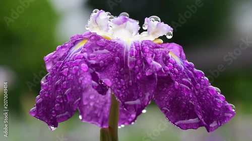 雨の花菖蒲