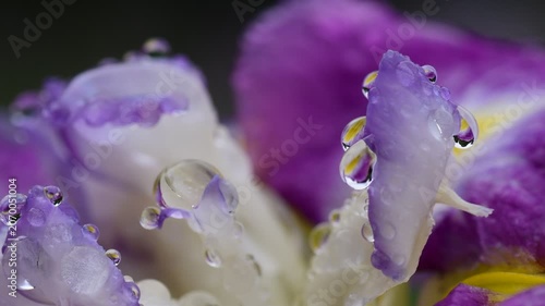 雨の滴