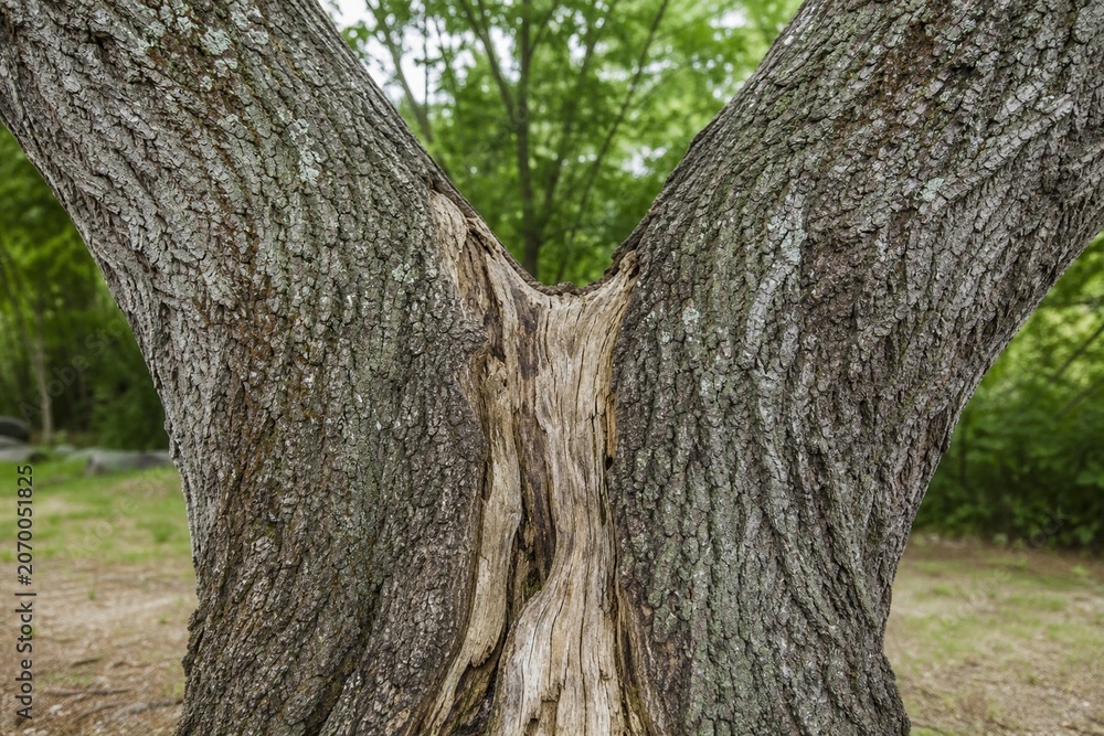 Obraz premium Split tree trunk growing in opposite directions, revealing dried wood inside.