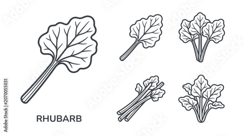 Foto Rhubarb plant with green leaves.