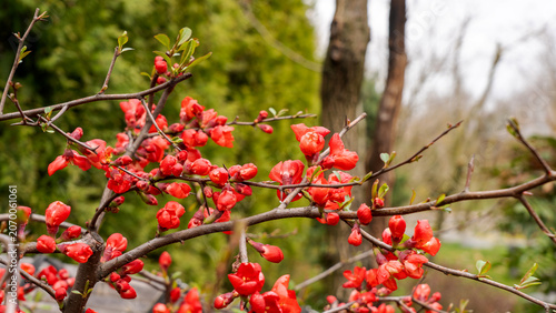 Vibrant red blossoms bloom on slender branches
