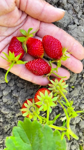 Woman's hand holding a freshly picked ripe strawberry against a strawberry plant. Organic berry cultivation and harvest in the garden. Sweet natural dessert rich in vitamins for a healthy lifestyle.