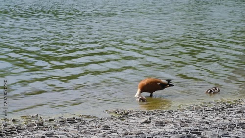 Duck searches for food in shallow water as three ducklings swim close to the rocky shore of a tranquil lake under bright sunlight