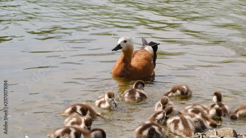 Female duck interacts with her ducklings in a pond, highlighting their movement and behavior in a natural setting near the water's edge