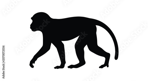 Slika na platnu A black silhouette of a monkey walking on all fours against a white background s