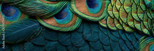 Peacock feathers gleam in vibrant blues and greens. Circular eyespots shimmer with iridescent detail. Feather patterns form a rich, textured mosaic. Nature's beauty is captured in intricate close-up