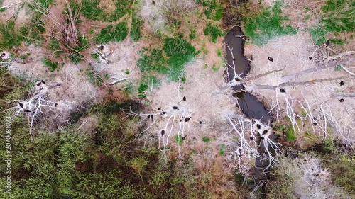 Top down aerial view of nesting great cormorants in a defoliated wetland forest