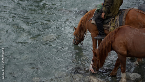 Obraz na plátně Close-up view of two brown horses drinking fresh water from a fast-flowing mountain river during a trek in Altai