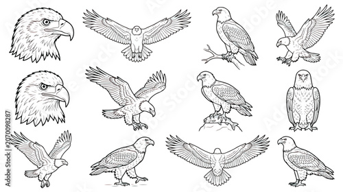 Konstfotografi Bald eagle line art collection, 12 bird of prey vector illustrations, majestic e