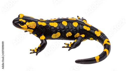 Fire Salamander With Yellow Spots On Black Skin Isolated on White Background amphibian