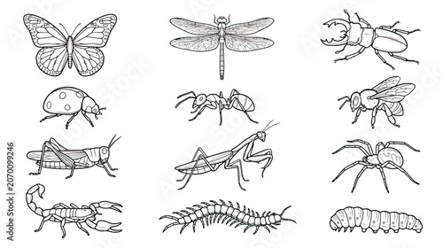 Bild auf Leinwand Vintage insect engraving collection, 12 hand drawn bug vector illustrations, bla