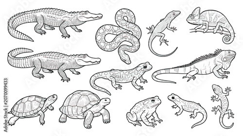 Obraz na plátně Reptile and amphibian coloring page set, 12 black and white animal vector icons,