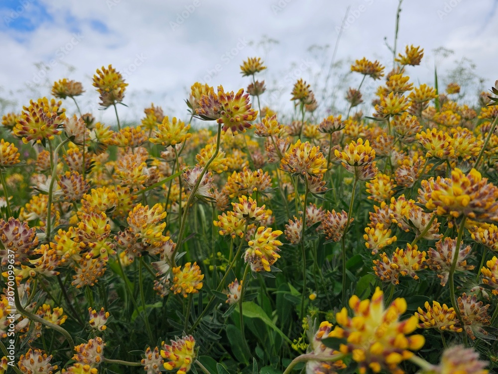Obraz premium yellow flowers against blue sky