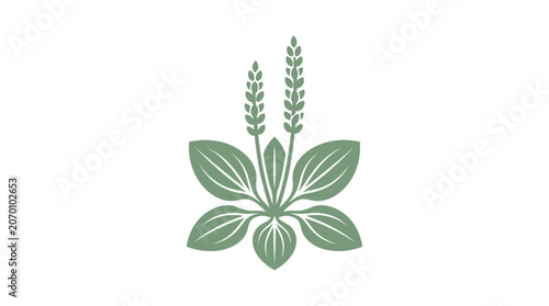 Plantain Plant Vector Illustration