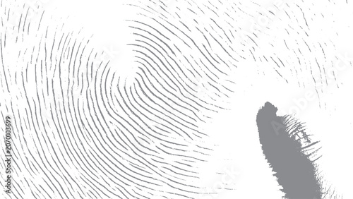 Obraz na plátně High detail fingerprint swirl texture with unique ridge patterns Monochrome thum