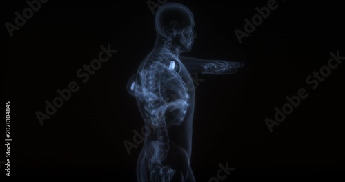 Anconeus muscle in human body. X Ray. Loop