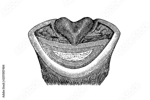 Cross-section of a fully developed hoof, anatomical old vintage illustration, 1889.