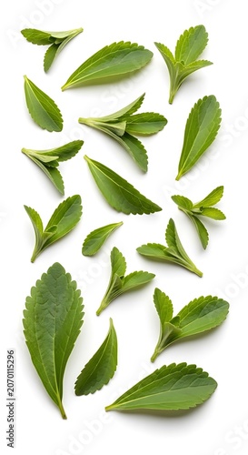 Stevia Leaves Collection Isolated on White Background.