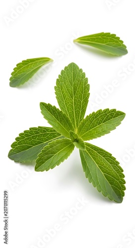 Stevia Leaves Natural Sweetener Plant.