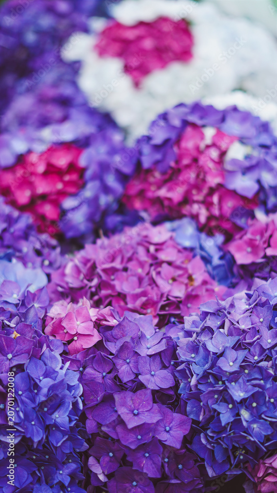 Obraz premium Hydrangea flowers in vibrant shades of purple and pink blooming in a garden