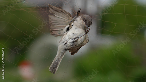 Cuadro en lienzo A small bird caught in a net