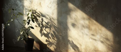 Minimalist indoor plant casting soft shadows on a textured wall, illuminated by natural sunlight, creating a calm and serene atmosphere.
