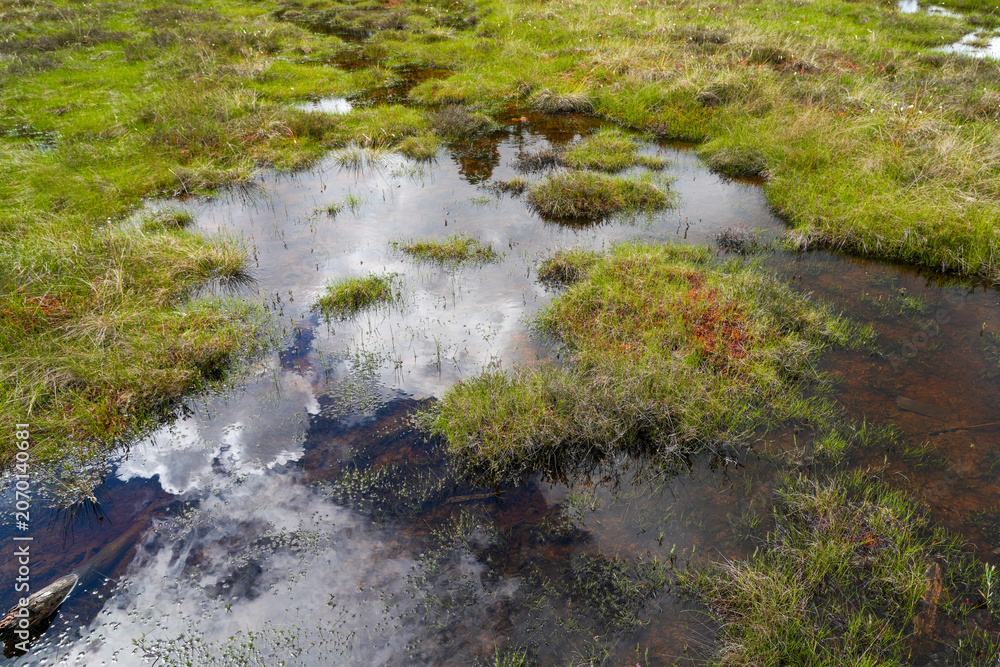 Fototapeta premium Reflective Peatland Pools and Brooks in Dunika Swamp Wetland Landscape Latvia Nature Reserve View