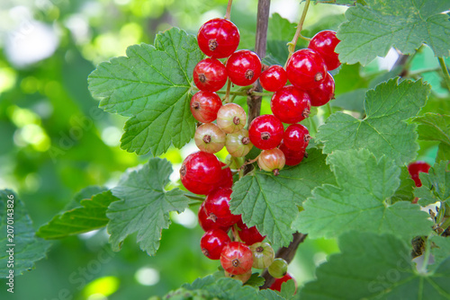 Red currant berries hanging on a bush branch. Fresh organic fruit harvest in the garden.