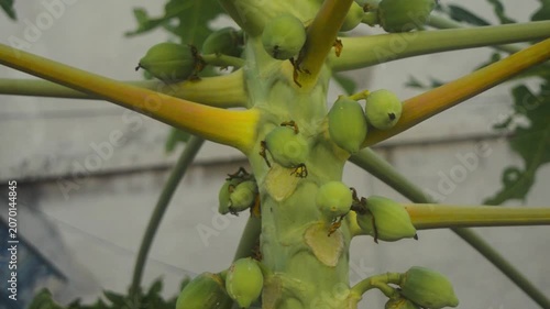 Young Green Papaya Fruit Growing On Tropical Tree Trunk In A Bright Garden Close Up Shot