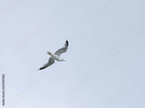 Common Gull Flying in Sky - Larus canus in Natural Flight