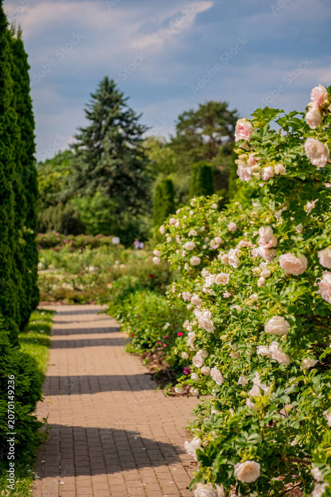 Fototapeta premium Blooming roses line a sunny pathway through a vibrant garden in mid-summer warmth