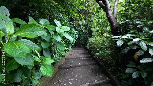 夏の観音崎灯台に続く道　神奈川県・横須賀市