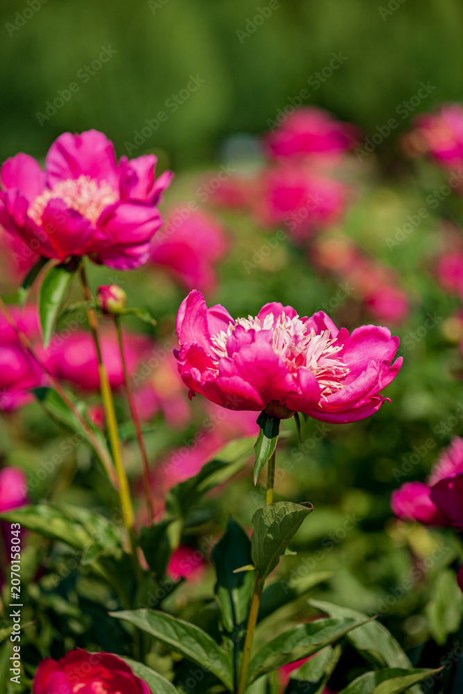 Obraz premium Vibrant peonies bloom in a sunny garden, showcasing nature's beauty in brilliant pink hues